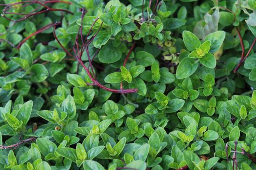 The picture shows a marjoram field in the garden