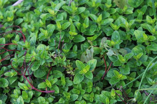 The picture shows marjoram field in the garden