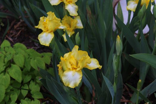 The picture shows an iris field in the spring