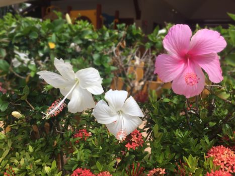 Beautiful pink and white Hibiscus flowers in summer park on Sunny day. Select Focus