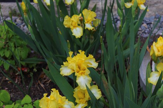 The picture shows an iris field in the spring