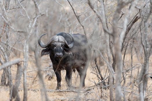 Cape buffalo also known as African buffalo in the wilderness