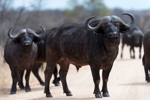 Cape buffalo also known as African buffalo in the wilderness