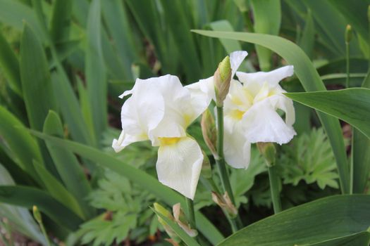 The picture shows an iris field in the spring