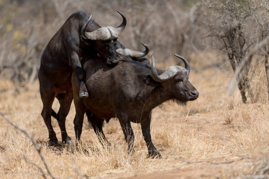 Mating Cape buffalo also known as African buffalo in the wilderness