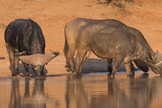 Herd of Cape buffalo also known as African buffalo in the wilderness