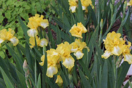 The picture shows an iris field in the spring