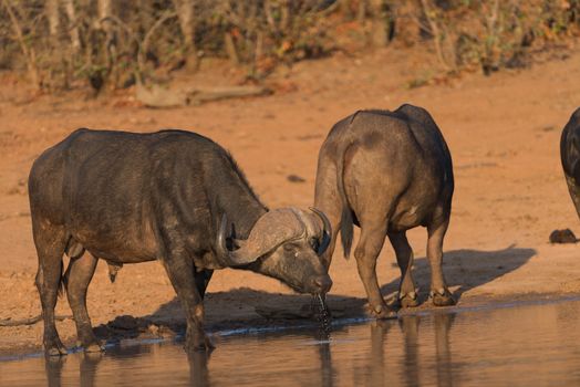 Herd of Cape buffalo also known as African buffalo in the wilderness