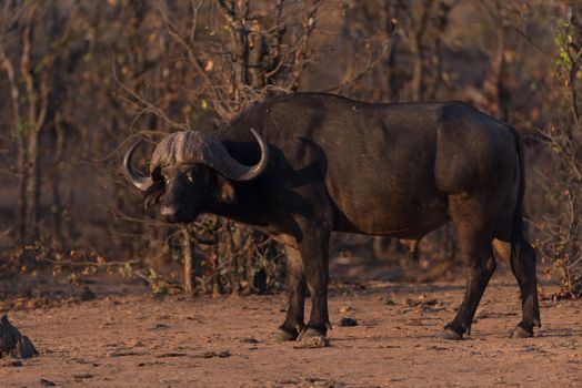 Cape buffalo also known as African buffalo in the wilderness