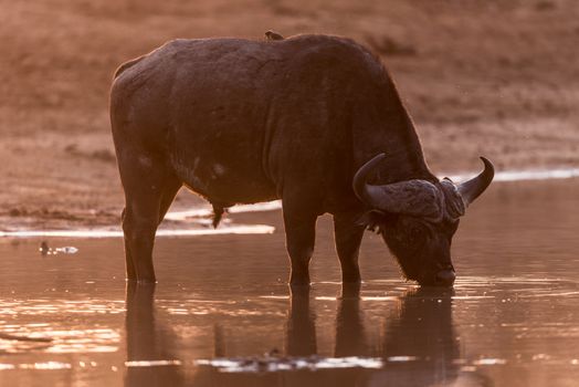Cape buffalo also known as African buffalo in the wilderness