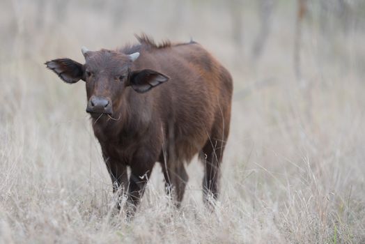 Cape buffalo also known as African buffalo in the wilderness