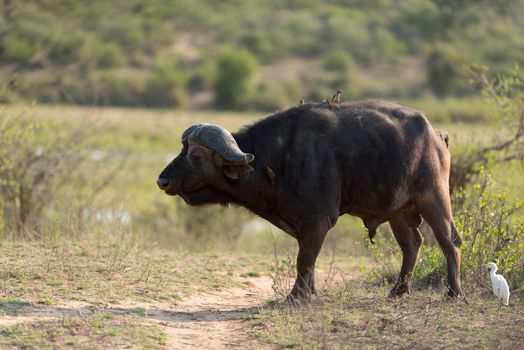 Cape buffalo also known as African buffalo in the wilderness