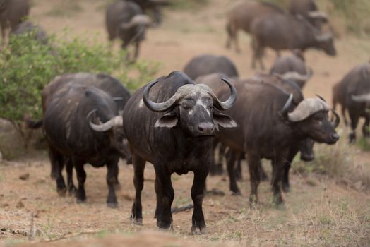 Herd of Cape buffalo also known as African buffalo in the wilderness