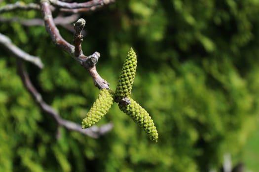 The picture shows male blossoms on a walnut tree