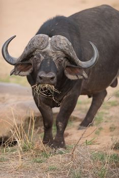 Cape buffalo also known as African buffalo in the wilderness