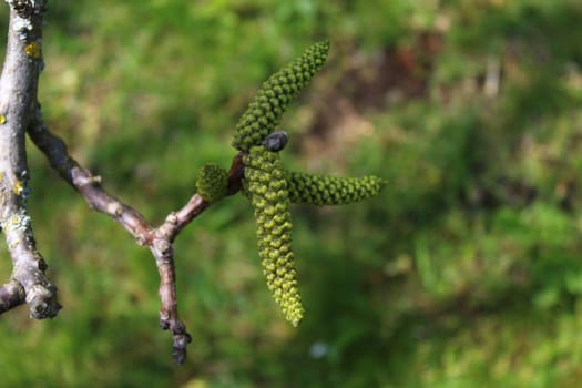 The picture shows male blossoms on a walnut tree