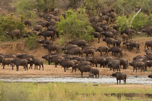 Herd of Cape buffalo also known as African buffalo in the wilderness