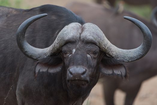 Cape buffalo also known as African buffalo in the wilderness