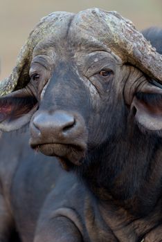 Cape buffalo also known as African buffalo in the wilderness