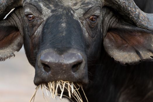 Cape buffalo also known as African buffalo in the wilderness