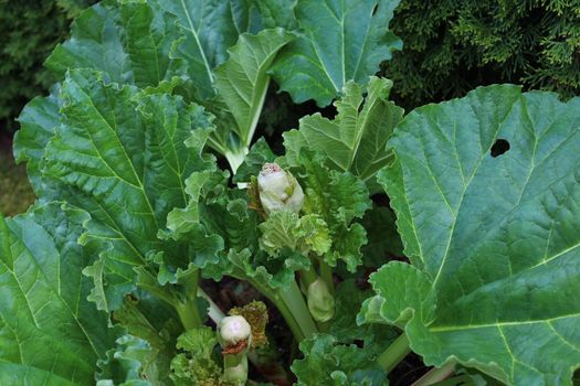 The picture shows rhubarb in the ground in the spring