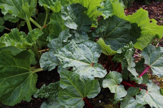 The picture shows rhubarb in the ground in the spring