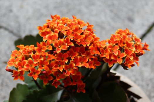 The picture shows a red kalanchoe on a stone floor