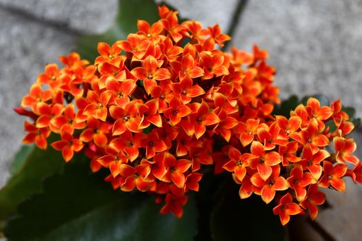 The picture shows red kalanchoe on a stone floor