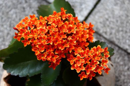 The picture shows red kalanchoe on a stone floor