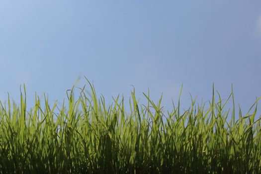 The picture shows grass in front of the green cloudless sky