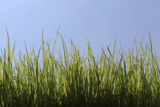 The picture shows grass in front of the green cloudless sky