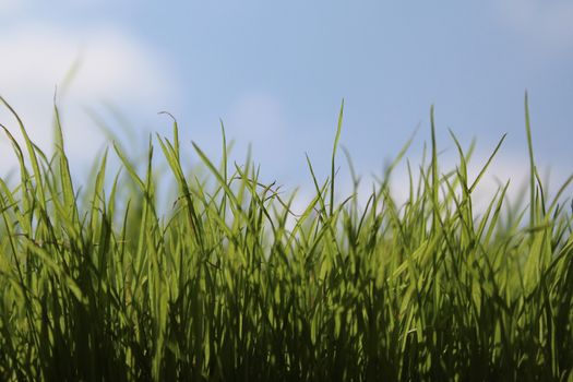 The picture shows grass in front of the green cloudless sky