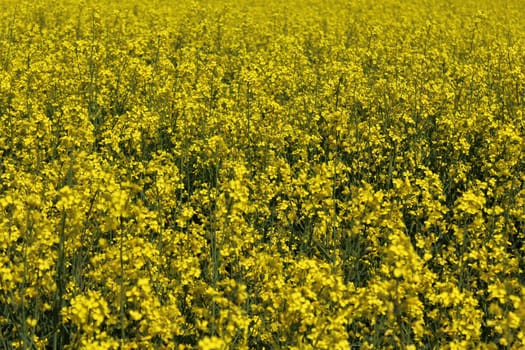 The picture shows a field of blossoming rape in the spring