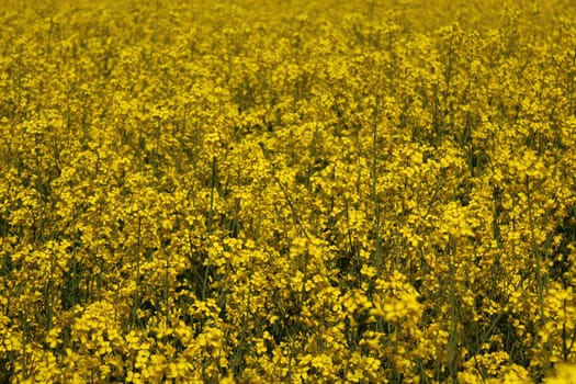 The picture shows field of blossoming rape in the spring