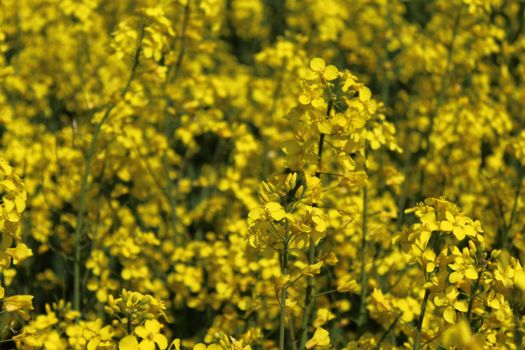 The picture shows a field of blossoming rape in the spring