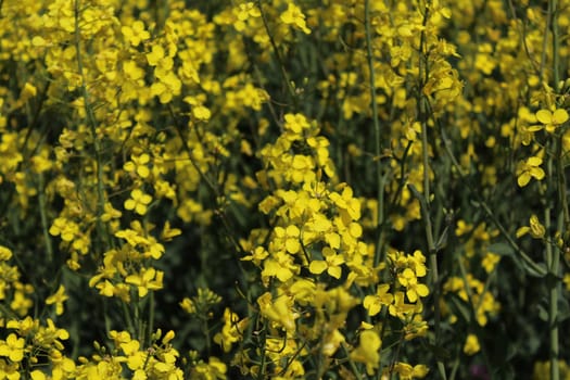 The picture shows a field of blossoming rape in the spring