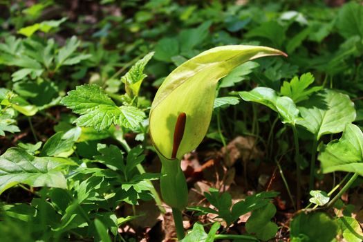 The picture shows common arum in the forest