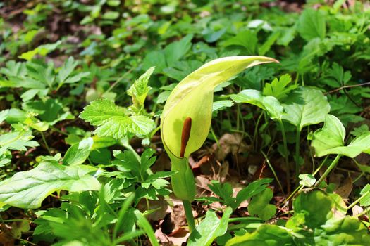 The picture shows common arum in the forest