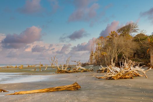 Driftwood on a deserted beach in late afternoon sun