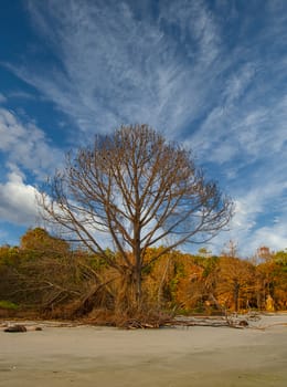 A large, bare pine tree between a wetland marsh and a flat empty beach
