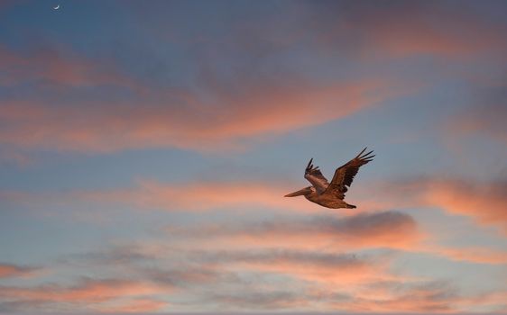 Single pelican in flight under late afternoon skies