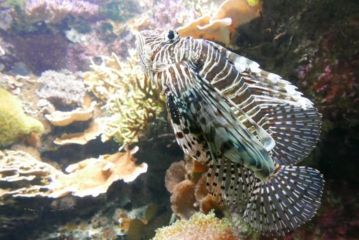 seawater aquarium, colorful marine fauna.