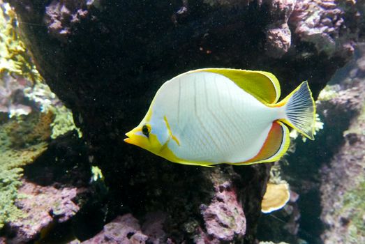 seawater aquarium, colorful marine fauna.