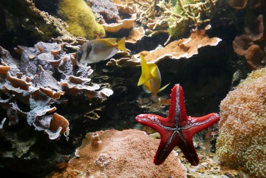 seawater aquarium, colorful marine fauna.