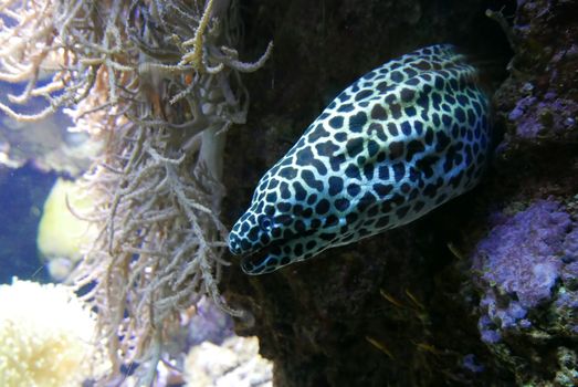 seawater aquarium, colorful marine fauna.