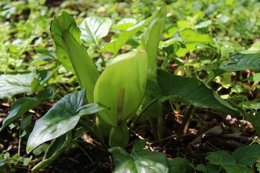 The picture shows a common arum in the forest