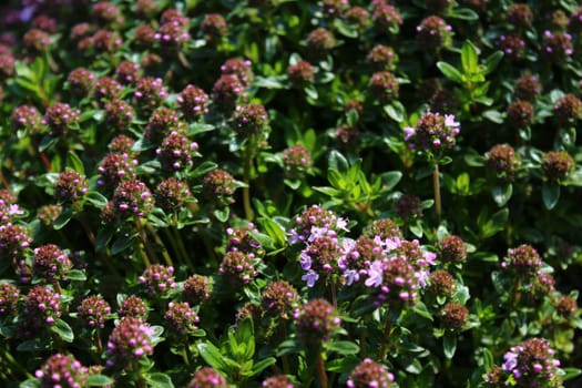 The picture blossoming thyme in the garden