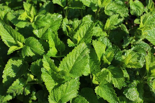 The picture shows lemon balm in the garden