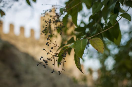 Detail of plane tree leaves with blurred background
