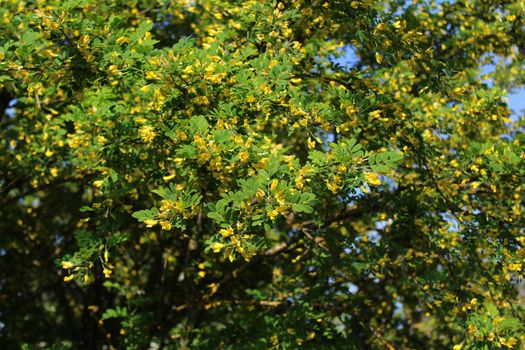 The picture shows bladder senna in the garden